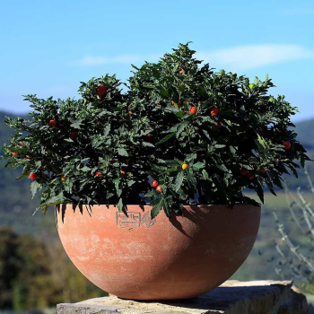 Terracotta Schale